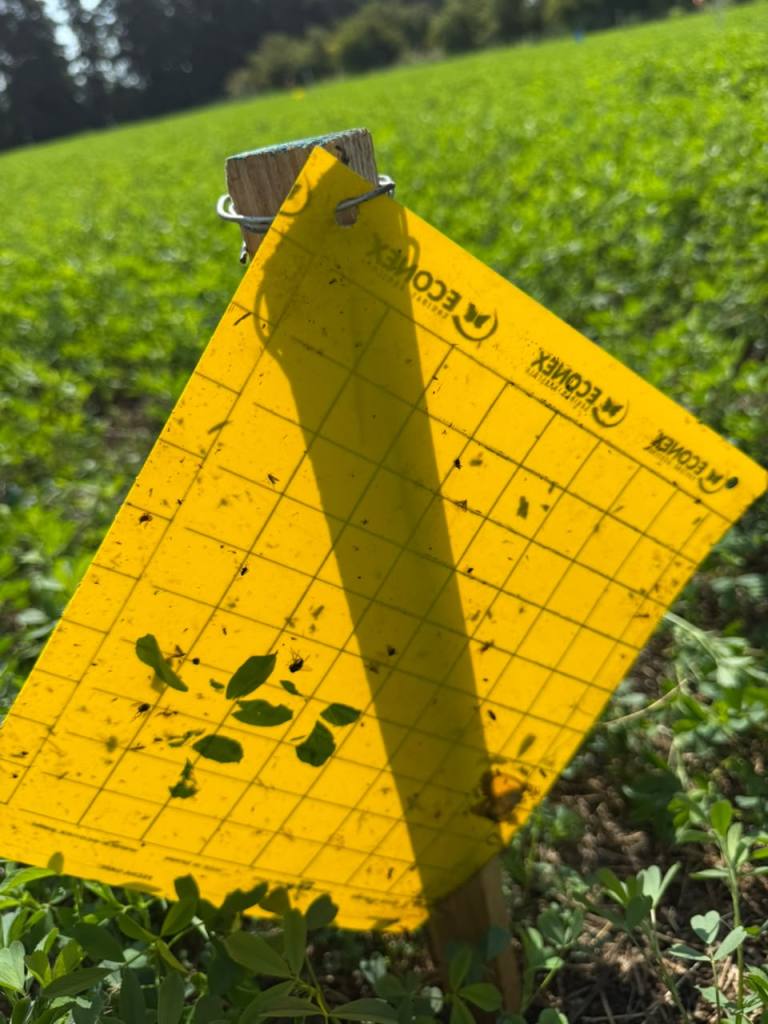 A yellow insect trap with a grid pattern, mounted on a wooden post, standing in a green field. The trap shows various insects stuck to its surface.